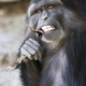 Imagen: De Marco et al./Primates